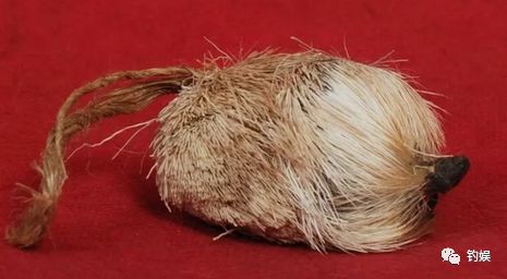 麝香酒假的会死窝吗,麝香如何炮制麝香酒