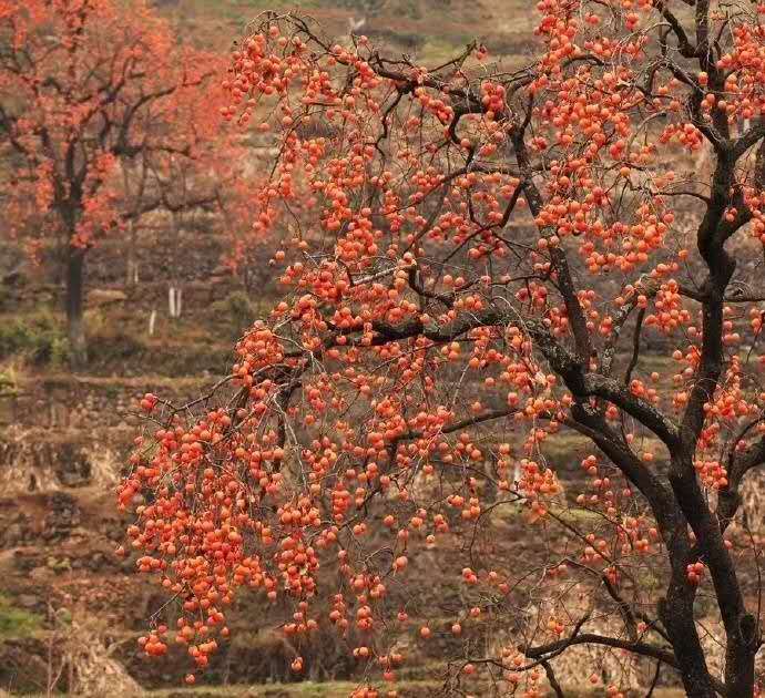 鍏虫敞璇诲啓闅滅,鍏虫敞璇诲啓鍥伴毦鍎跨