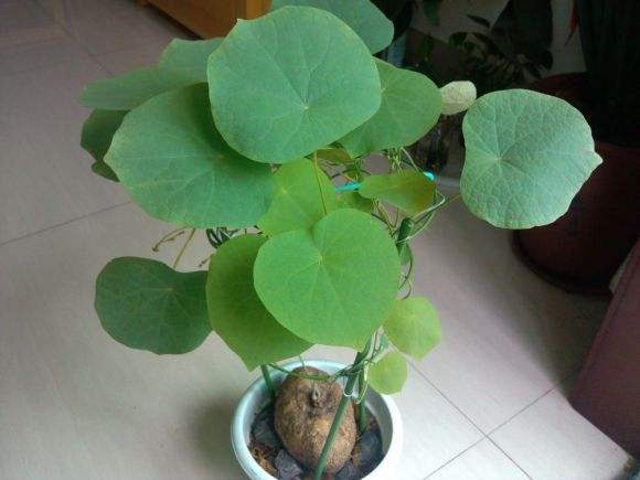 适合养乌龟的绿植,养乌龟绿植推荐