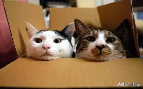 领养代替购买真的好吗？