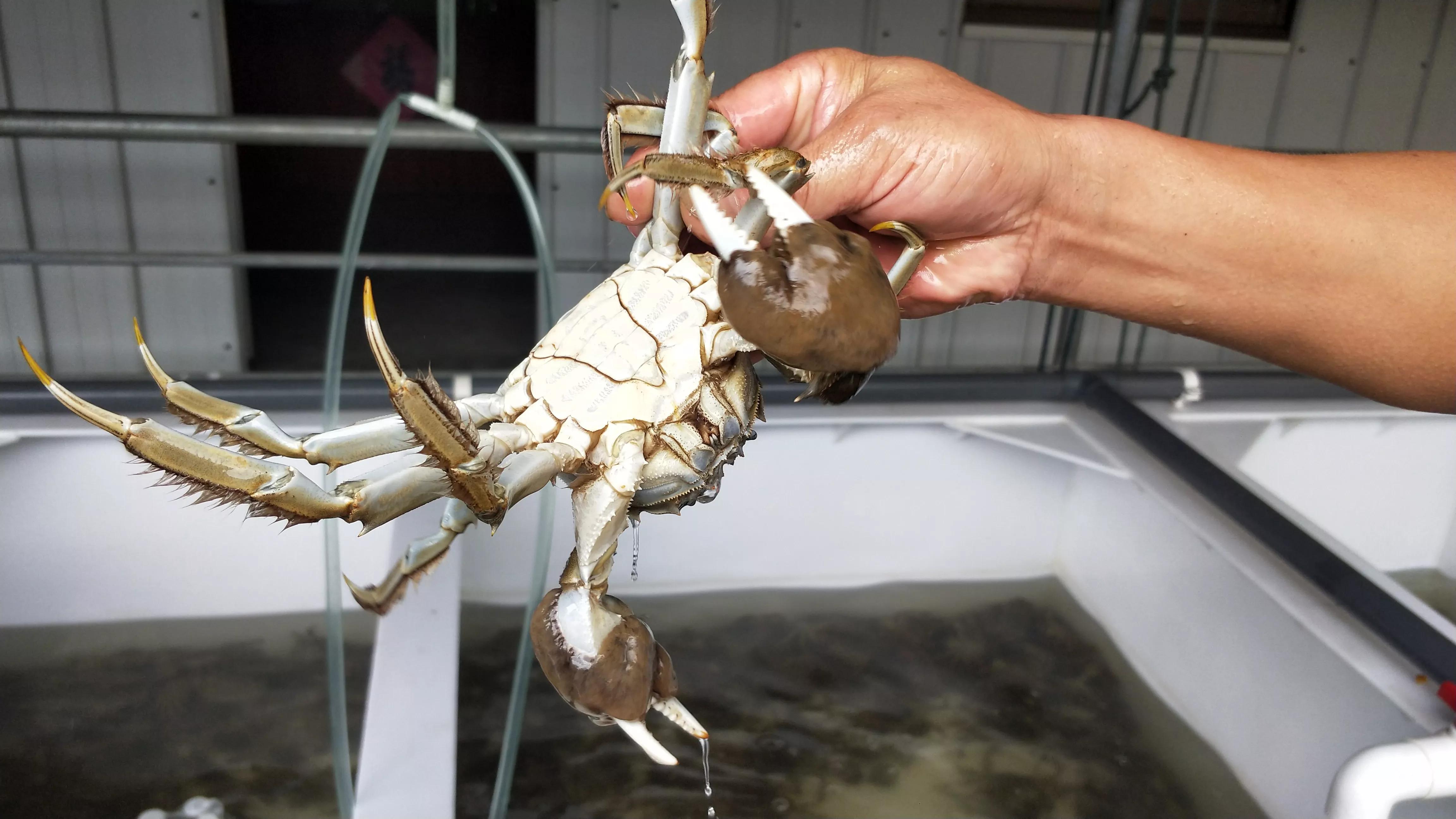 乔布斯的苹果有多厉害,乔布斯时代的苹果有多厉害