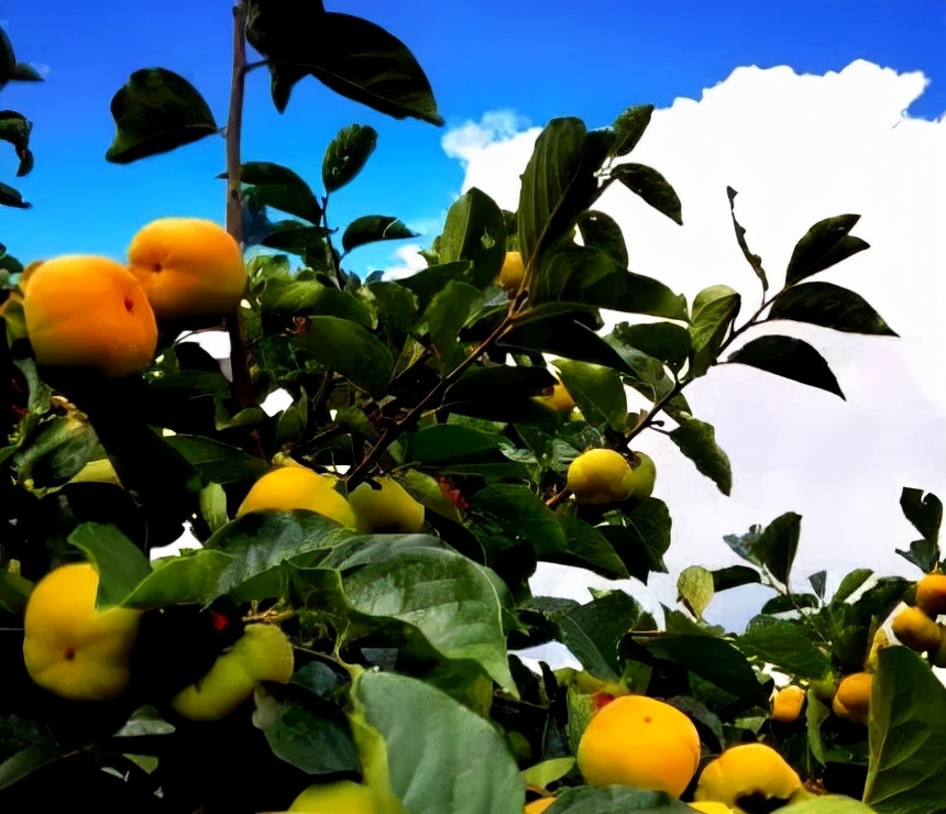 原创散文:天蓝,风清,几朵云彩在柿树顶上游荡