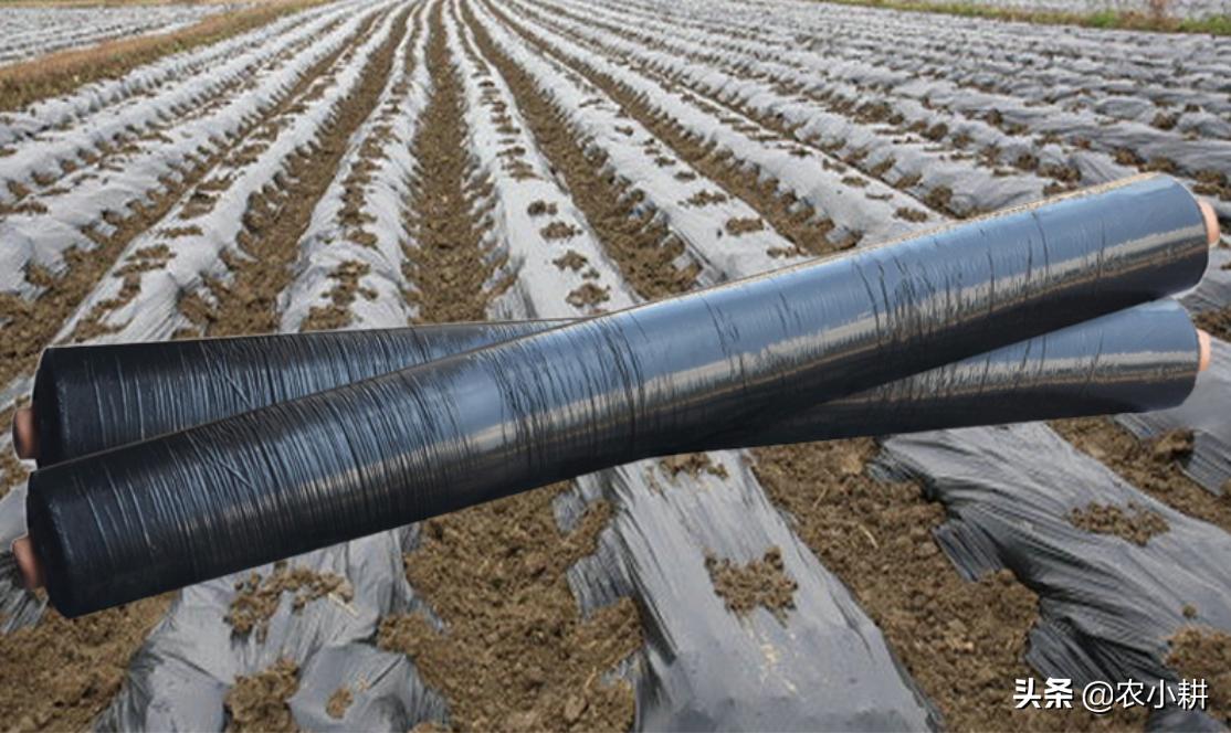 农膜污染最新治理方案,废旧农膜污染图