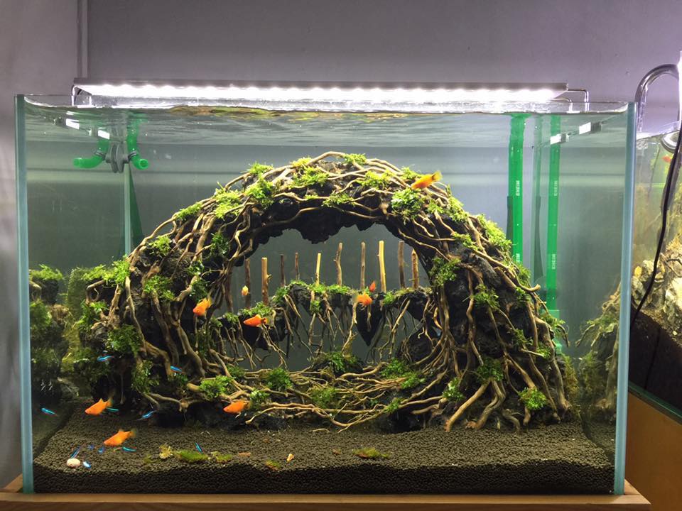 中国草缸,中国草缸造景图