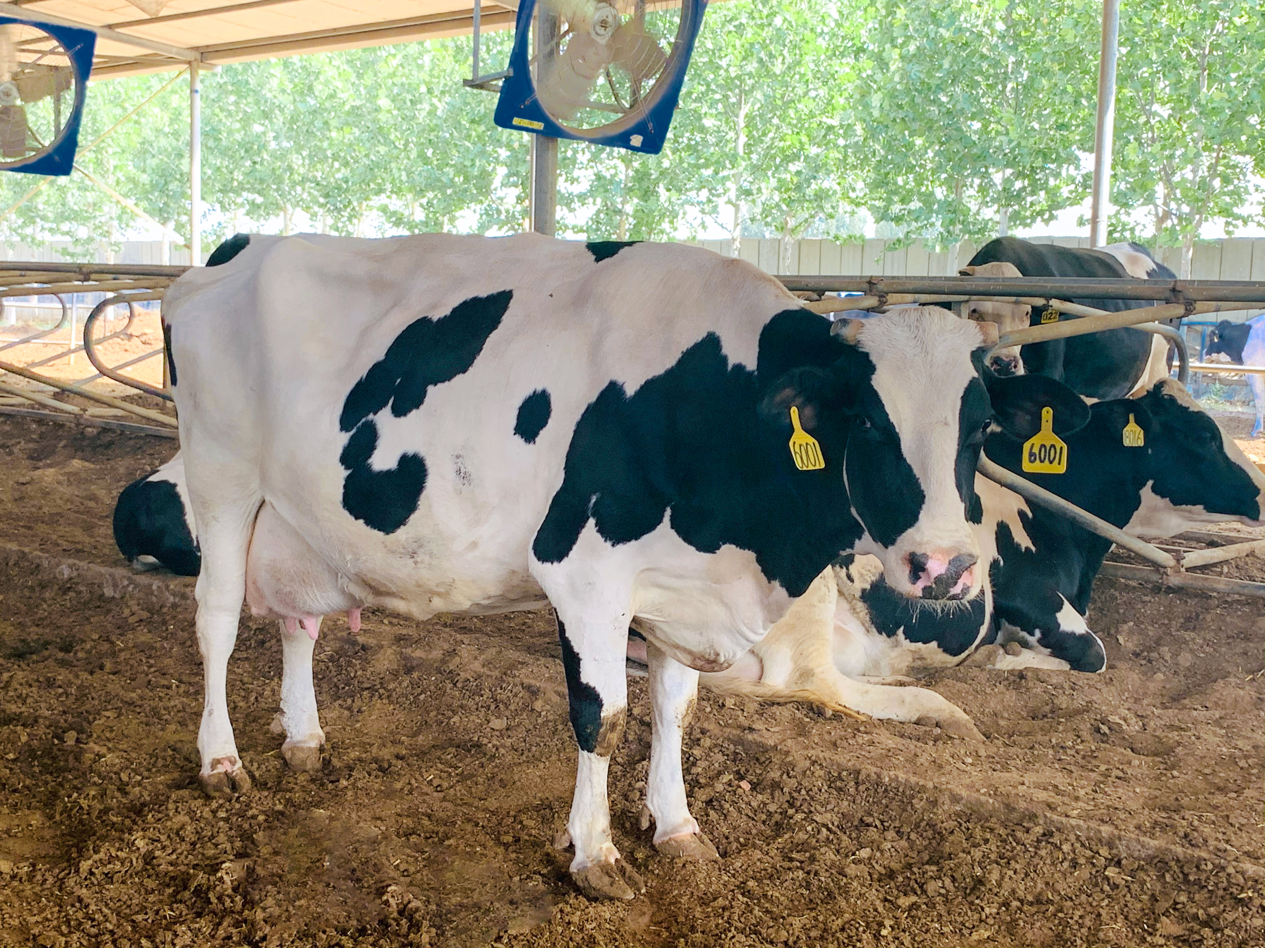 閮戝窞涓嵎涔充笟鐗涗赴閰稿ザ,涓嵎涔充笟鐗涗赴閰稿ザ閮戝窞