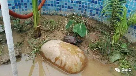 泥水养龟用什么泥好,泥水养龟生态池教程