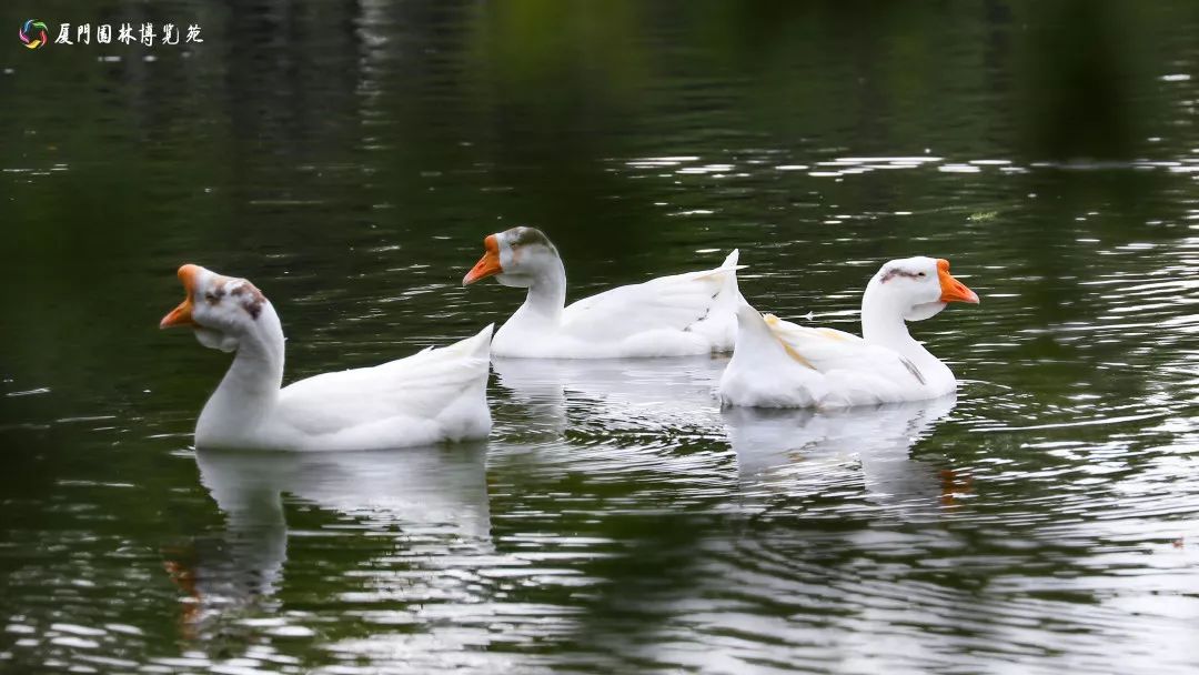 速来！园博苑有让*欲人**罢不能的季相变化之美，还有众多萌物陪伴你~