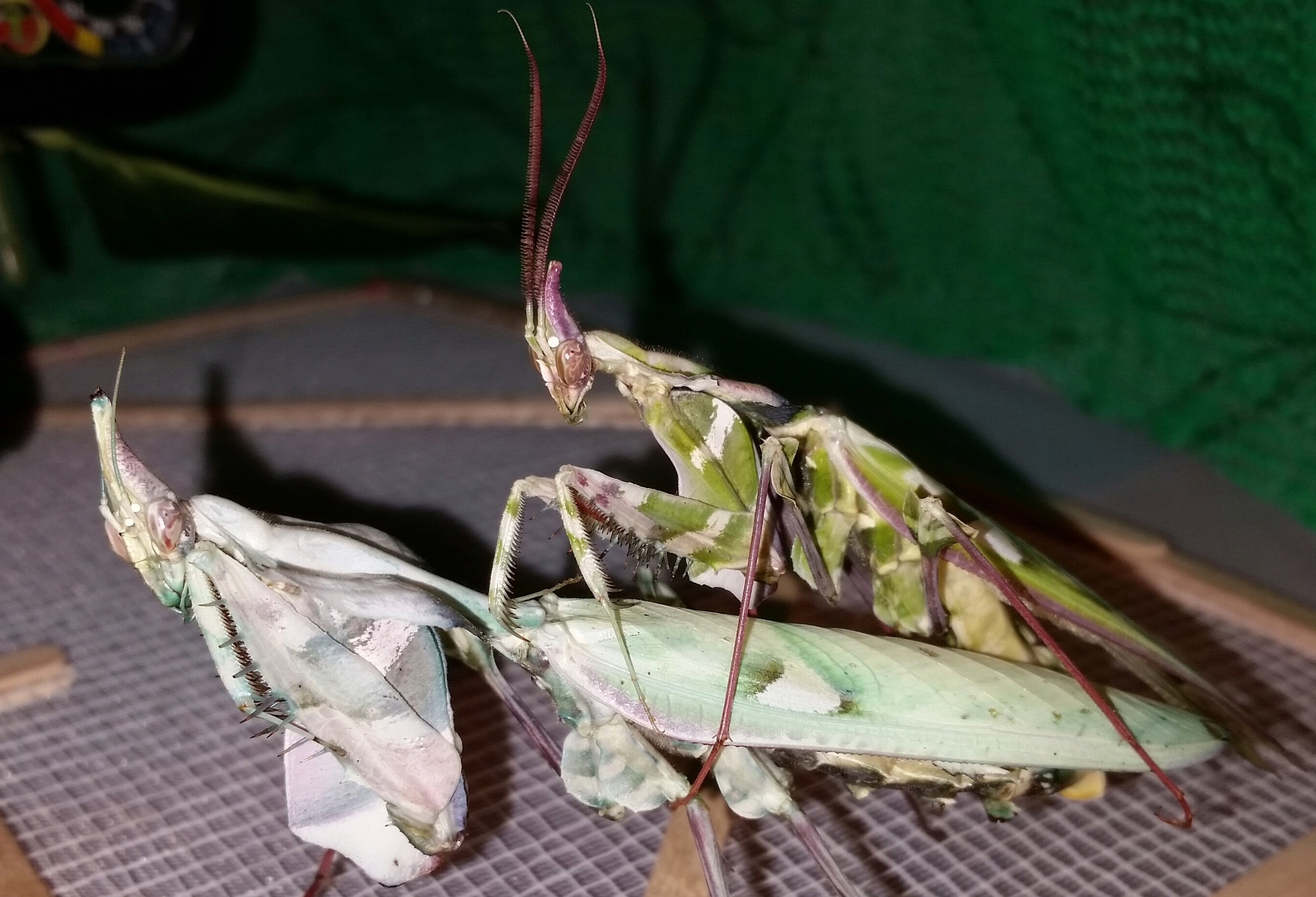 日本入侵物种螳螂,美国外来物种螳螂