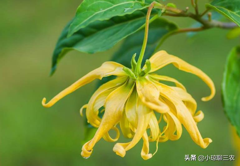 小琼聊三农：香水原产料，与您分享依兰花的种植小技巧及管理方法