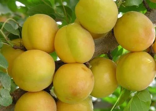 全国各地最全特产,全新疆特产