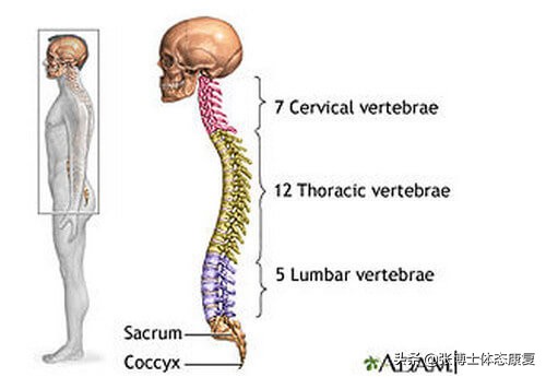 胸椎旋转练习背阔肌,姿态肌训练教程