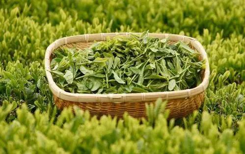 钜惠来袭！近40家台商精品集体放大招，羊毛多到薅不完