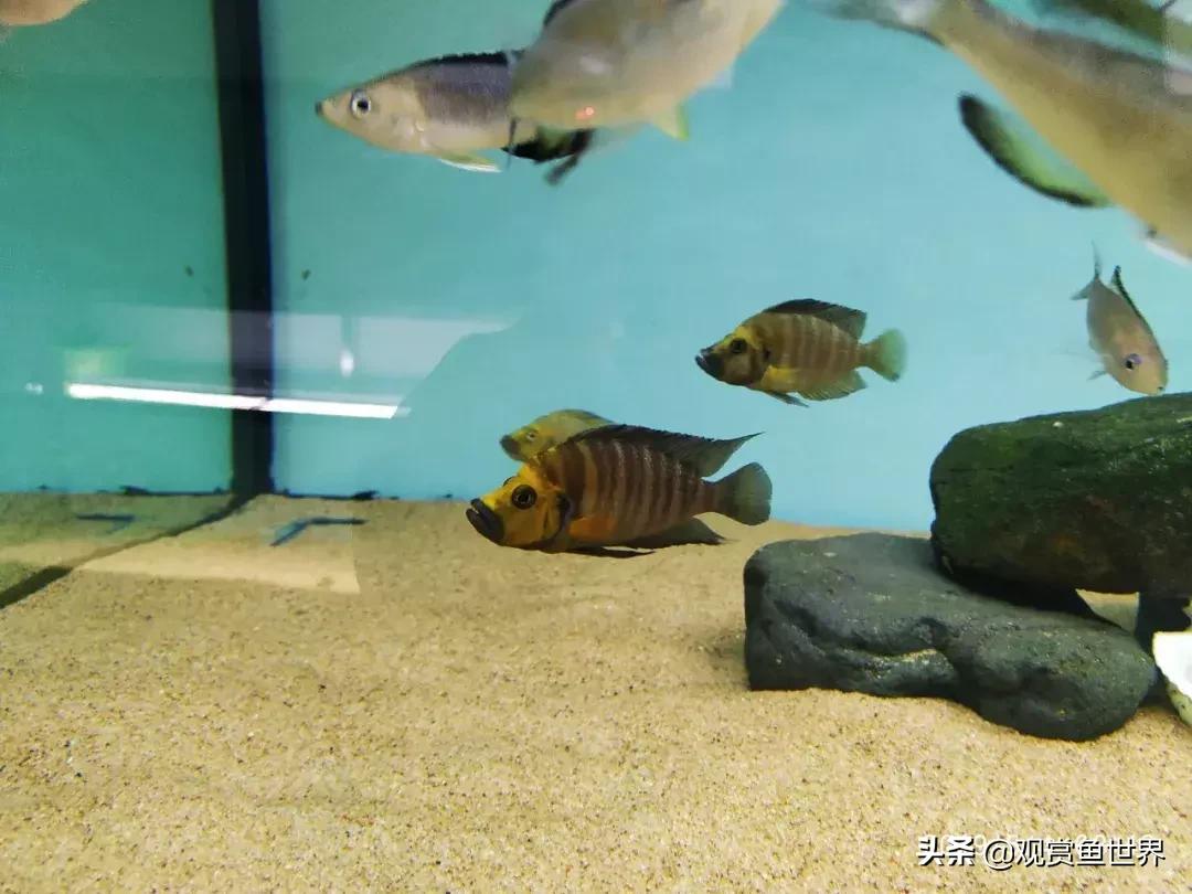 梦想的三湖世界持续建设中……方位:中国天津