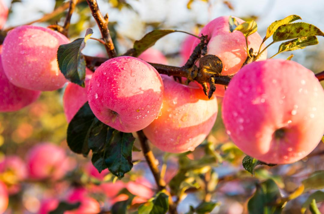 苹果快速分选,苹果分拣机的分拣流程图