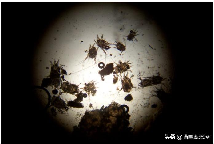 幼猫十大禁忌事件,幼猫要怎么驱虫和疫苗