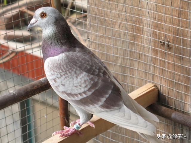 常见鸽病大全及治疗方法