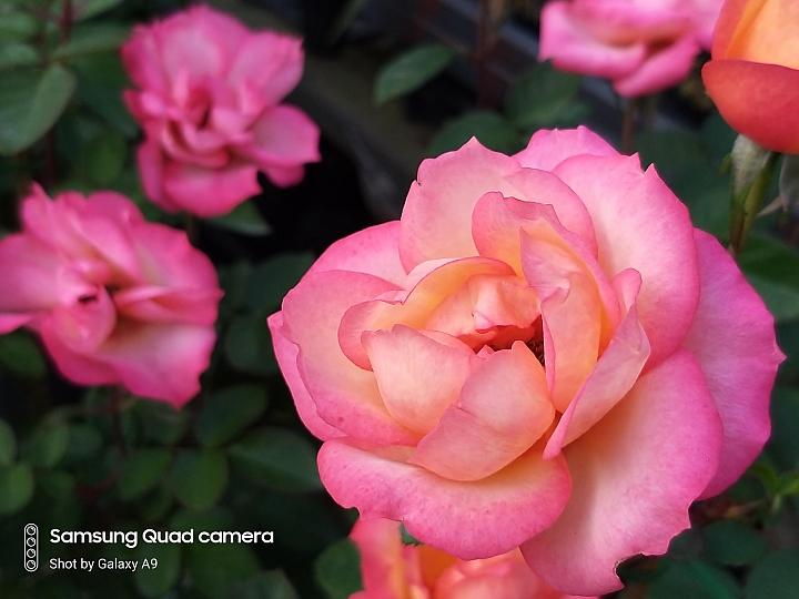 三星galaxya9s拍照,三星galaxya9开箱评测