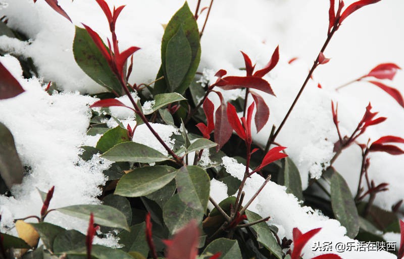 戏雪游乐场项目,戏雪乐园雪人