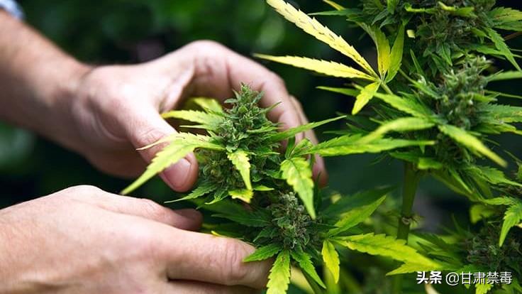 亚洲国家对医用*麻大**开设“绿灯”是突破防线吗？