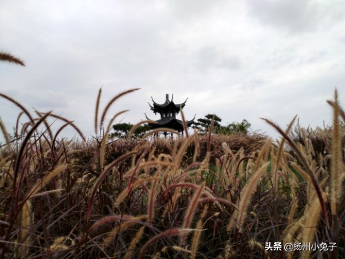 扬州三湾公园照片,扬州三湾公园建设好了吗