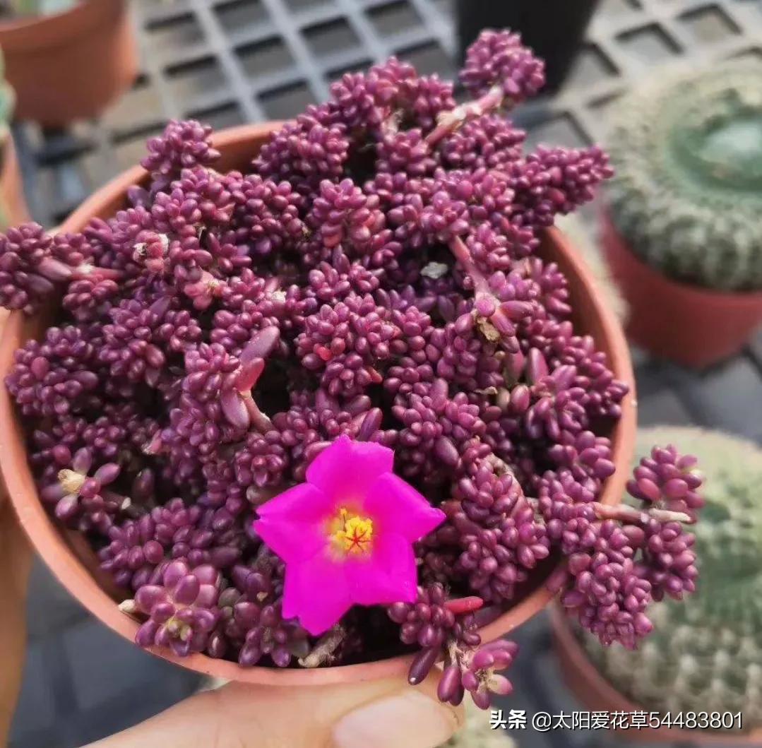 紫米粒多肉是什么样子,紫米粒多肉用什么盆养好