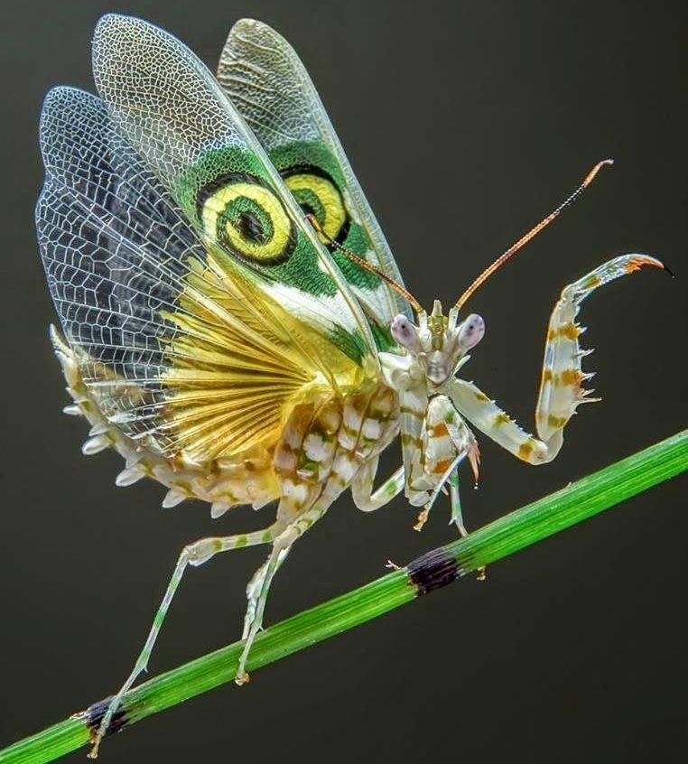 日本入侵物种螳螂,美国外来物种螳螂