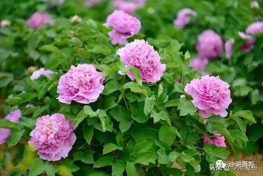 沙河市牡丹观赏地,沙河牡丹苑