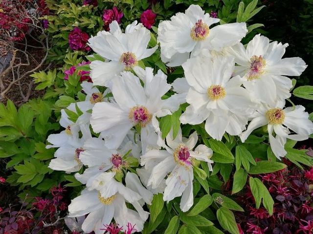 洛阳牡丹花摄影,中国牡丹花开摄影