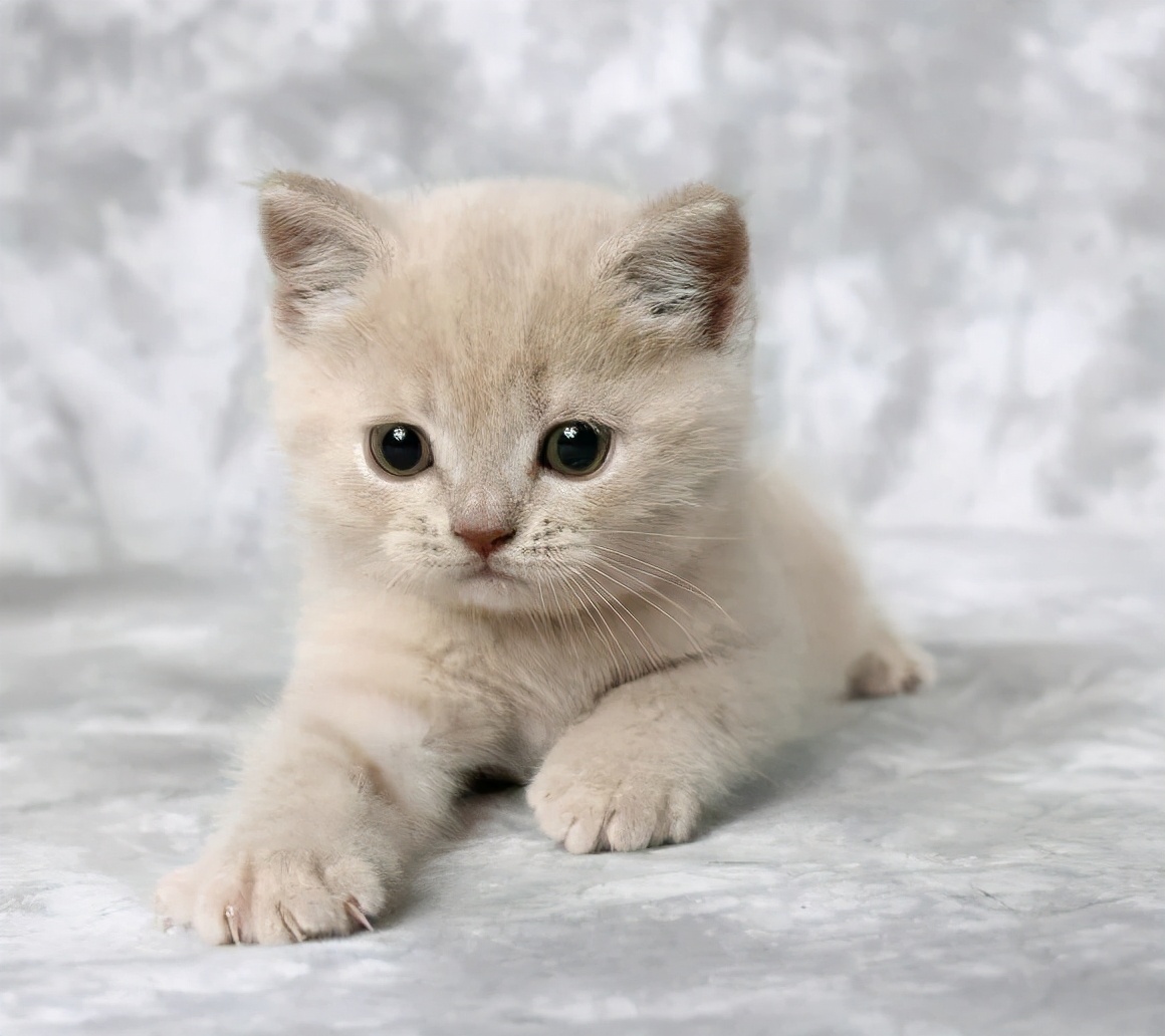 盘点养猫迷惑行为,养猫指南中的迷惑行为