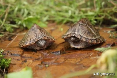 挑选品相好的纯种安缘龟苗,学会这四点让你少花冤枉钱