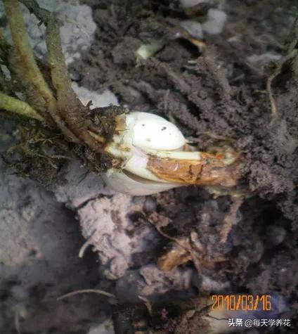 百合虫害的防治方法,百合病虫防治和管理