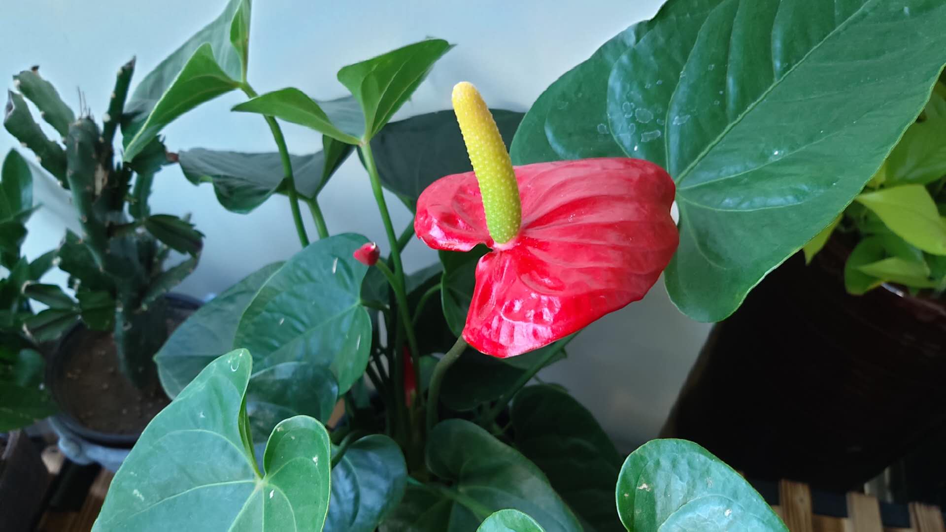 养花为什么要在叶子上喷水,养花叶子黄了是什么原因