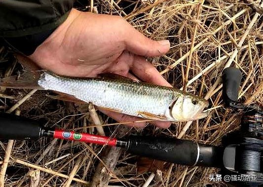 路亚马口中鱼什么感觉,路亚马口都需要什么