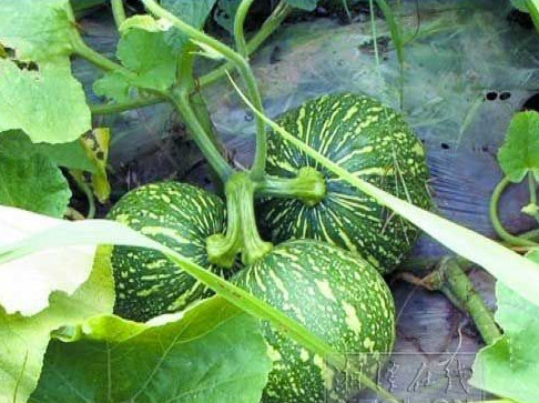 乡情散文：庄稼院儿的种地“留种”