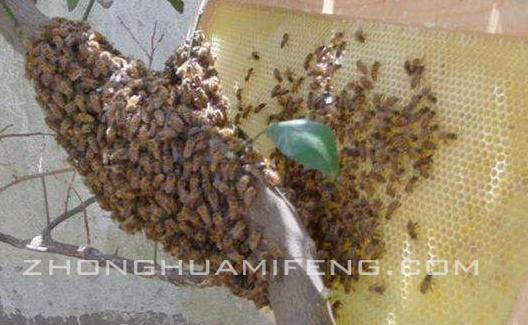 及时挽救散团的越冬蜂：张河勇