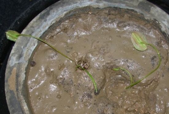 碗莲种子夏天可以种植吗,碗莲夏天开几次花