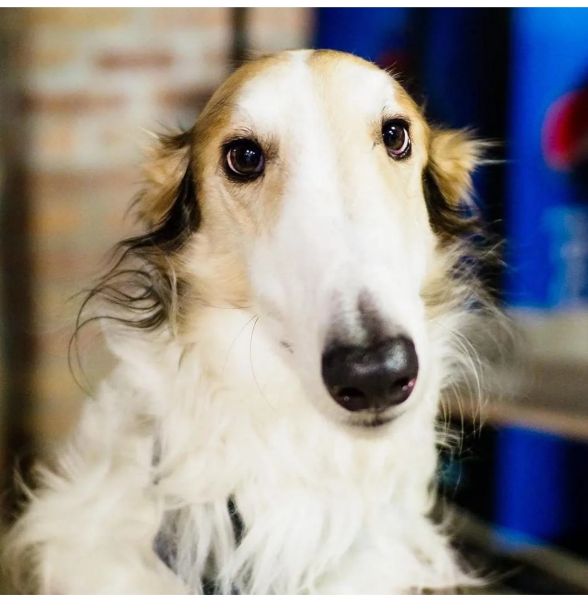 俄罗斯猎狼犬打斗,俄罗斯猎狼犬捕狼视频