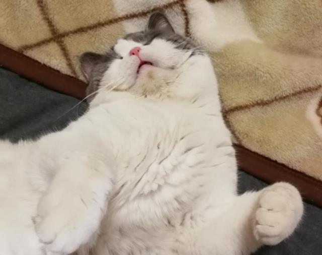 英国短毛猫吃什么,美国短毛猫必须吃猫粮吗