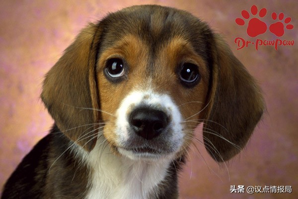 狗狗流清水鼻涕是什么原因,狗狗流黄鼻涕有眼屎是怎么治疗