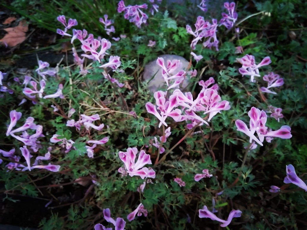 春分是春天最美的季节,在春分这个美好节气里