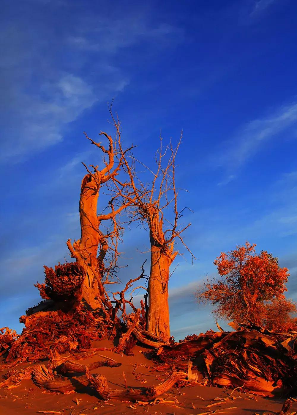 额济纳旅游自由行攻略,额济纳旗旅游最佳省钱攻略
