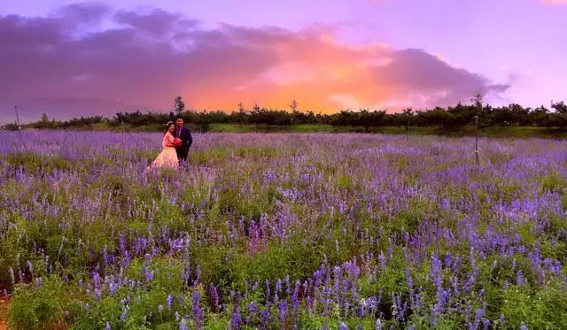 美哭了天津薰衣草花海盛放,美cry