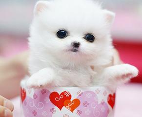 茶杯犬多少一只,茶杯图片分享