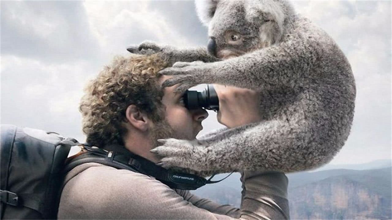 考拉灭绝袋鼠泛滥,关于考拉面临灭绝原因的问题