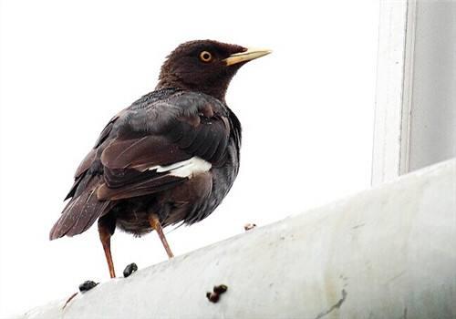 鸟类会传染疾病吗,鸟类会有传染病