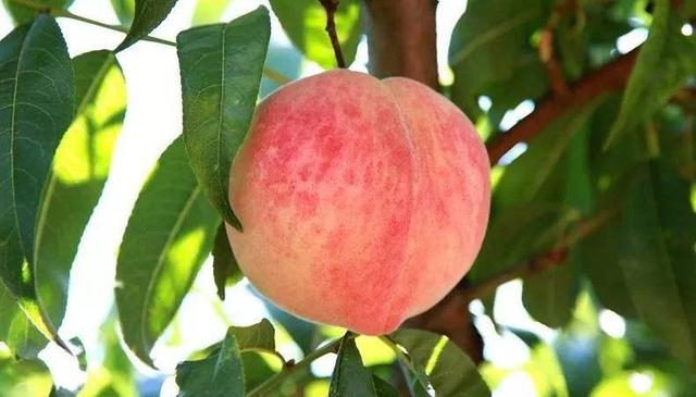 夏季必吃的5种水果解暑又清凉,夏天吃什么水果最开胃