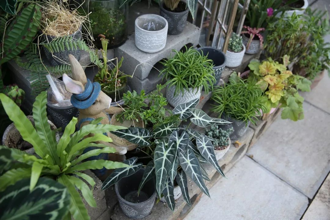 爆改废弃工厂，看三个姑娘如何施展植物魔法