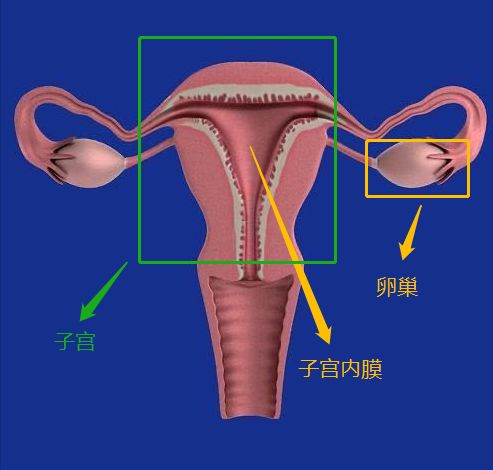 倪海厦治疗月经量少,温经汤治疗月经量少