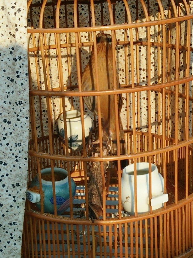 画眉鸟换毛期怎么养,画眉鸟怎么照料