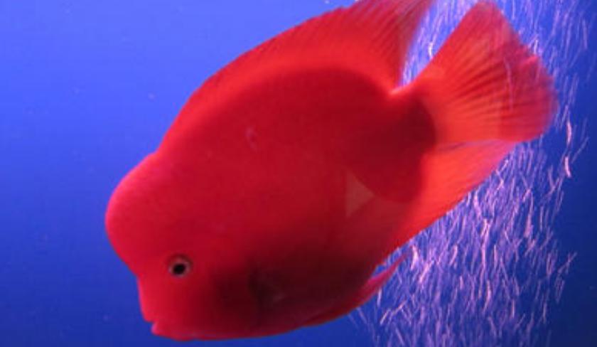 鹦鹉鱼突然变白打蔫怎么救治,鹦鹉鱼变黑怎么回事怎么治疗